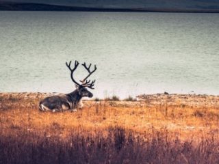 Naftali: Dari Pergumulan Panjang Menuju Kedamaian